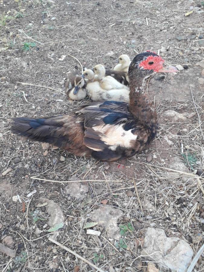 Quinta da Jolanda-Happy Family Farm Daire Lagos Dış mekan fotoğraf